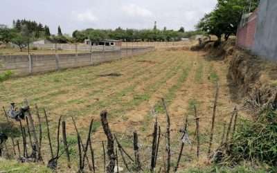 TERRENO TOTOLÁPAN MORÉLOS $320,000.00